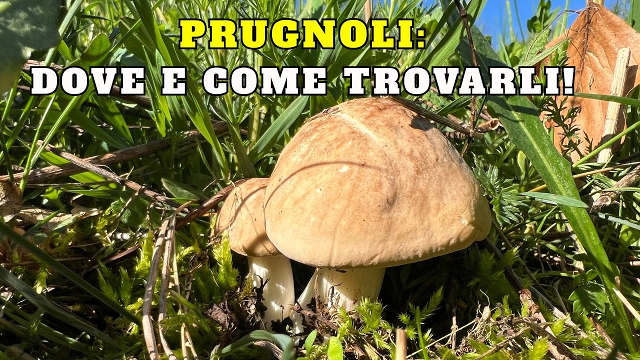 FUNGHI PRUGNOLI: DOVE TROVARLI, QUANDO e COME RACCOGLIERLO!