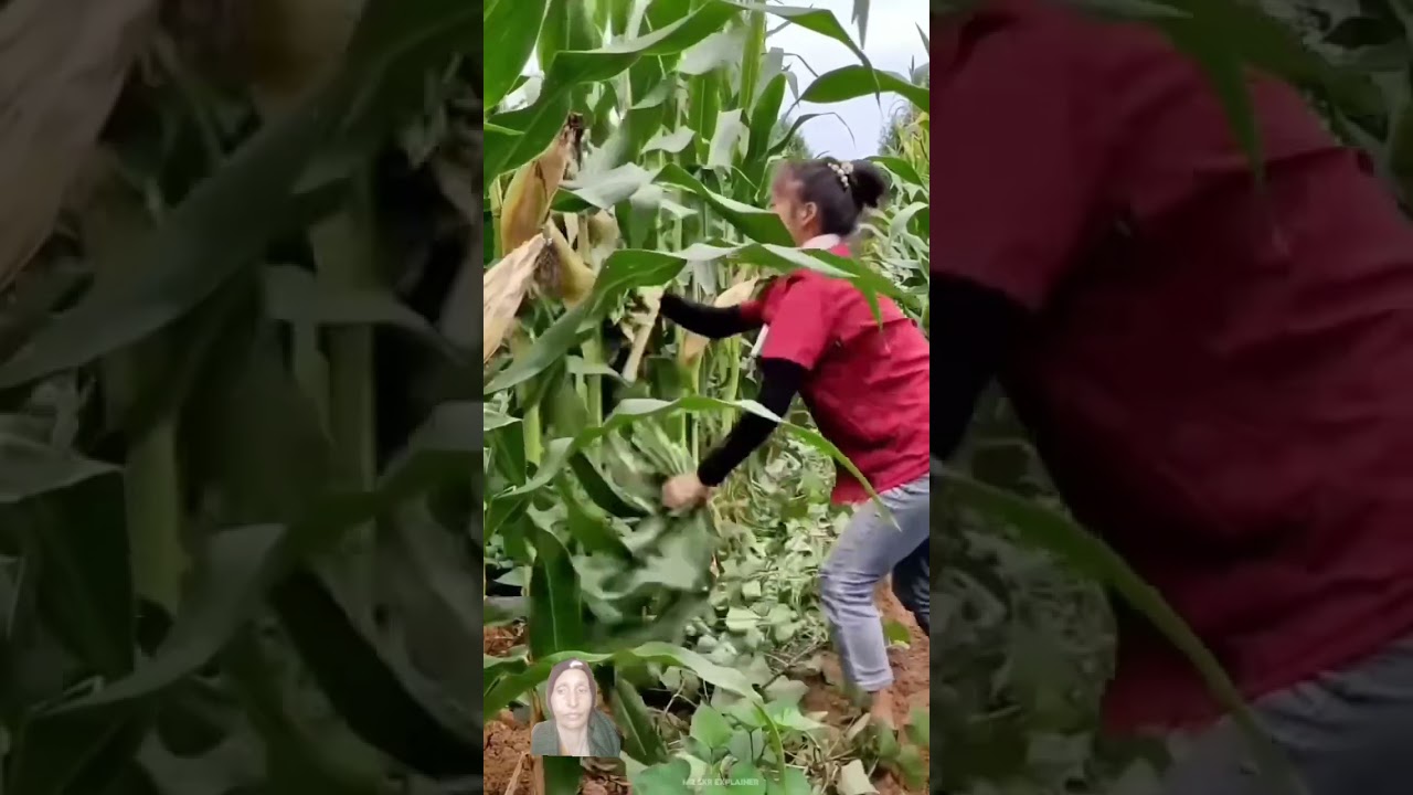 Ek Sath do do kheti #farming # #jugadi