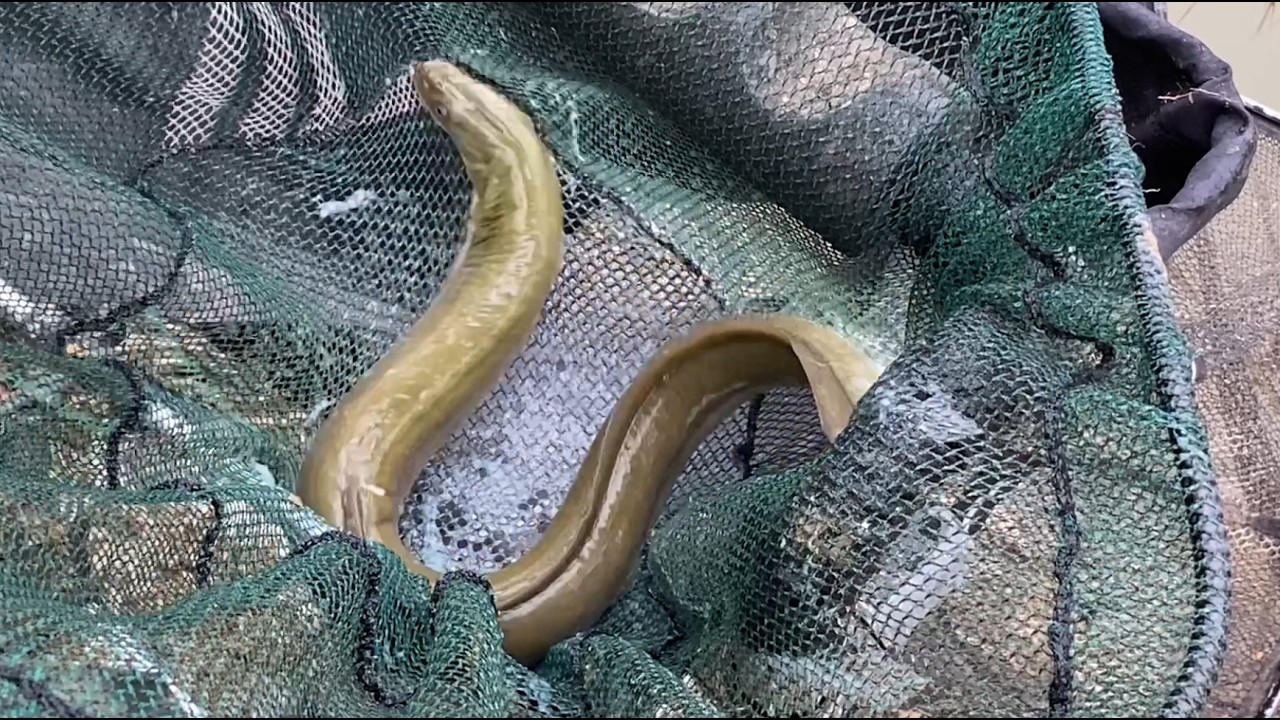 Рыба порадовала.