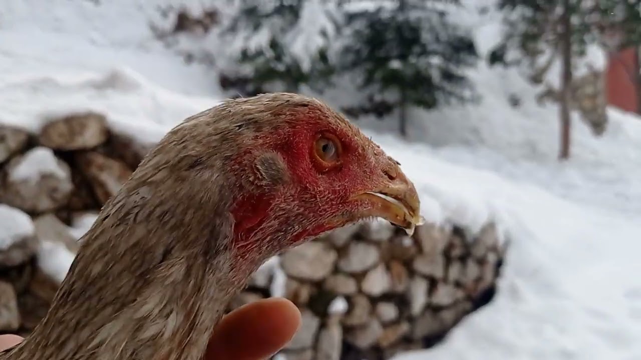 Videonun sonuna doğru Arap ikiz kardeşlerin harika görünümü 