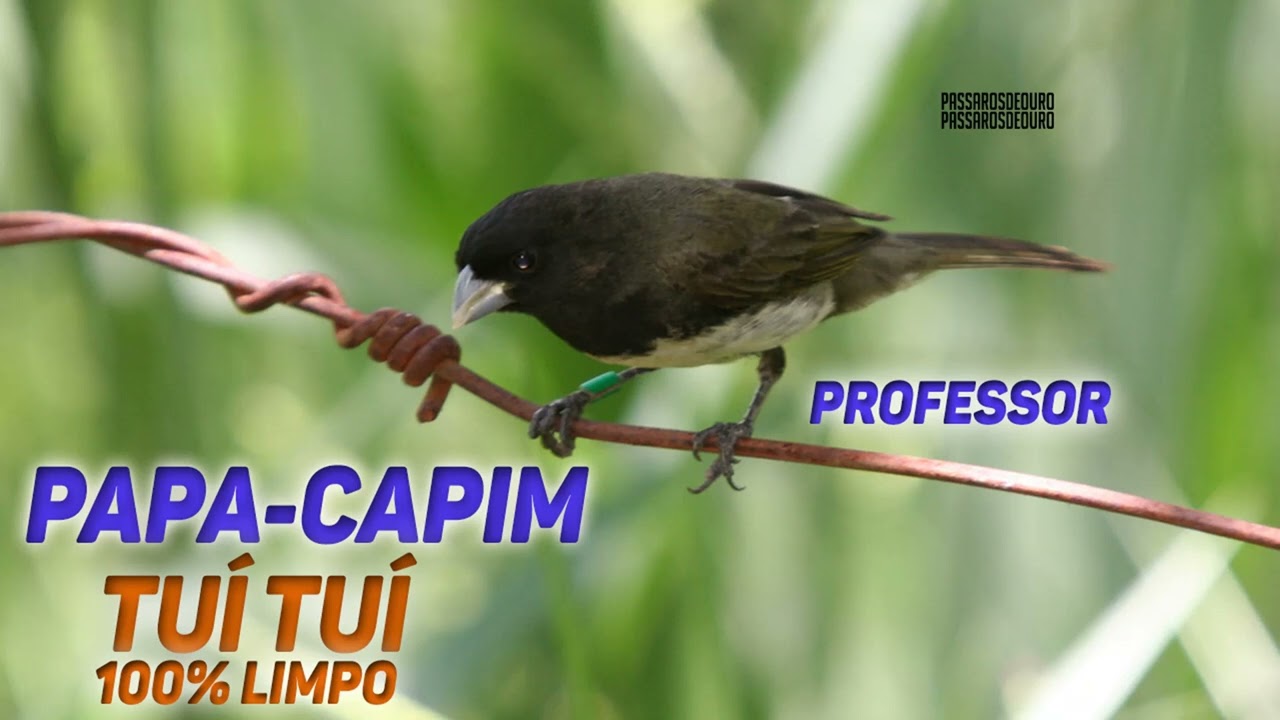 Papa-capim - Tui Tui 100% limpo / Professor 🐥🐤