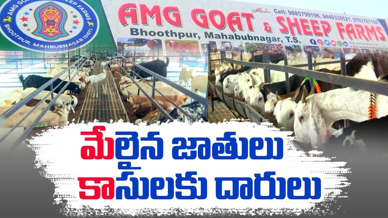 Goat Farm of Domestic And Foreign Breeds At Bhutpur, Mahbubnagar |  దేశీయ,విదేశీ మేకలపెంపకంతో లాభాలు