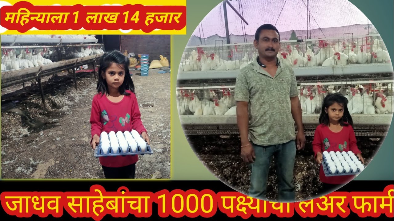 आधुनिक 1000 पक्ष्यांचा लेअर पोल्ट्री फार्म खर्च उत्पन्न आणि उभारणी सर्व माहिती