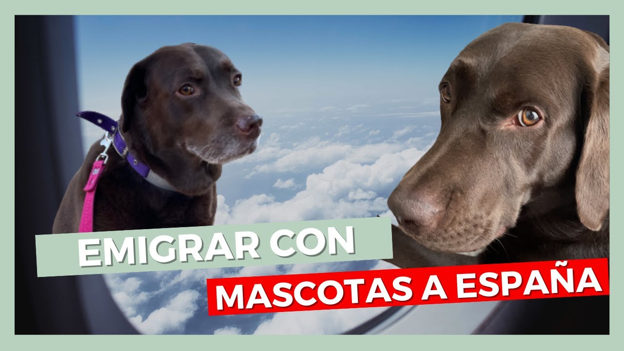 EMIGRAR con MASCOTAS a ESPAÑA  ✅  EMIGRAR desde ARGENTINA 💥