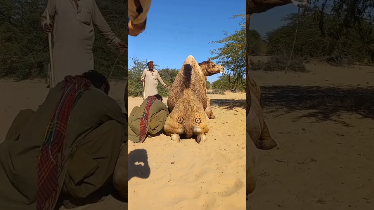 Camel mating #camelculture #camelfestival #desertculture #ytshorts #funny #camellife #الجمال #funny