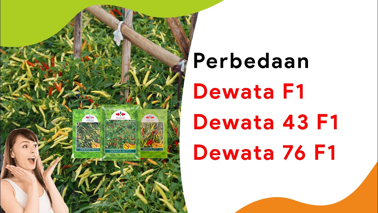 3 Benih Cabe Rawit Kembar Dewata | Dewata 43 76 f1