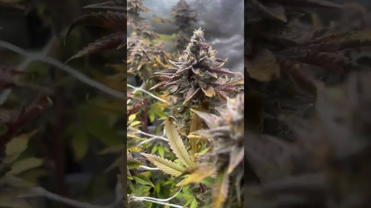 day 62 flower HARVEST DAY