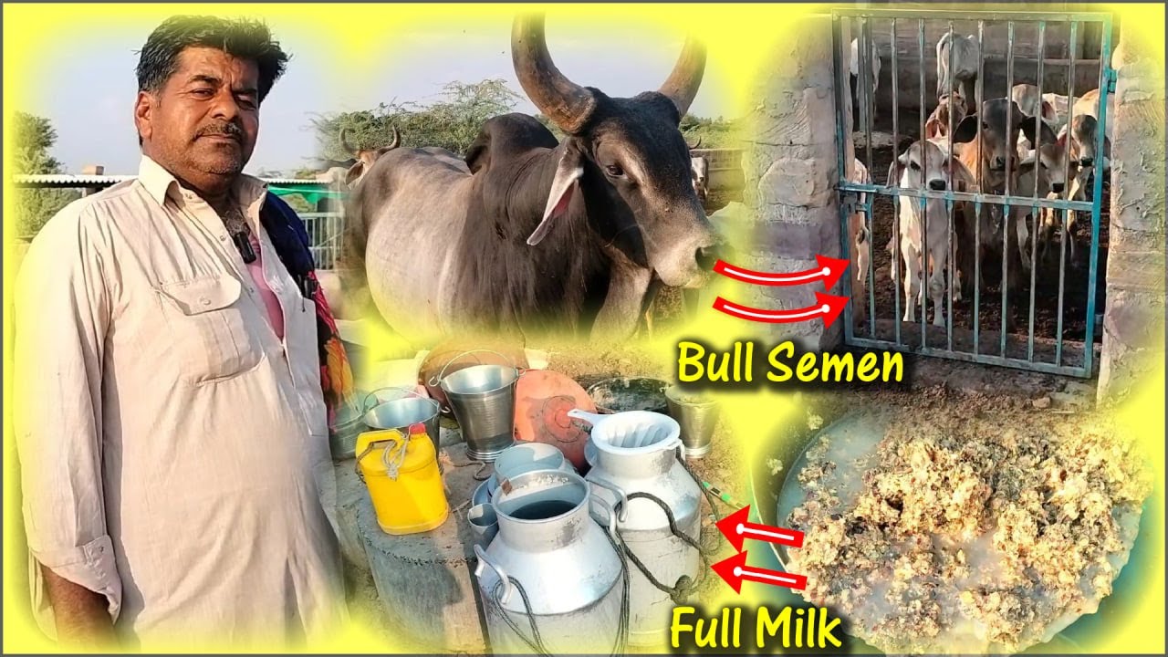 kankrej Bull semen || गुजरात के कच्छ में मालधारी कांकरेज  Full milk #bullsemen #bullsemenjr
