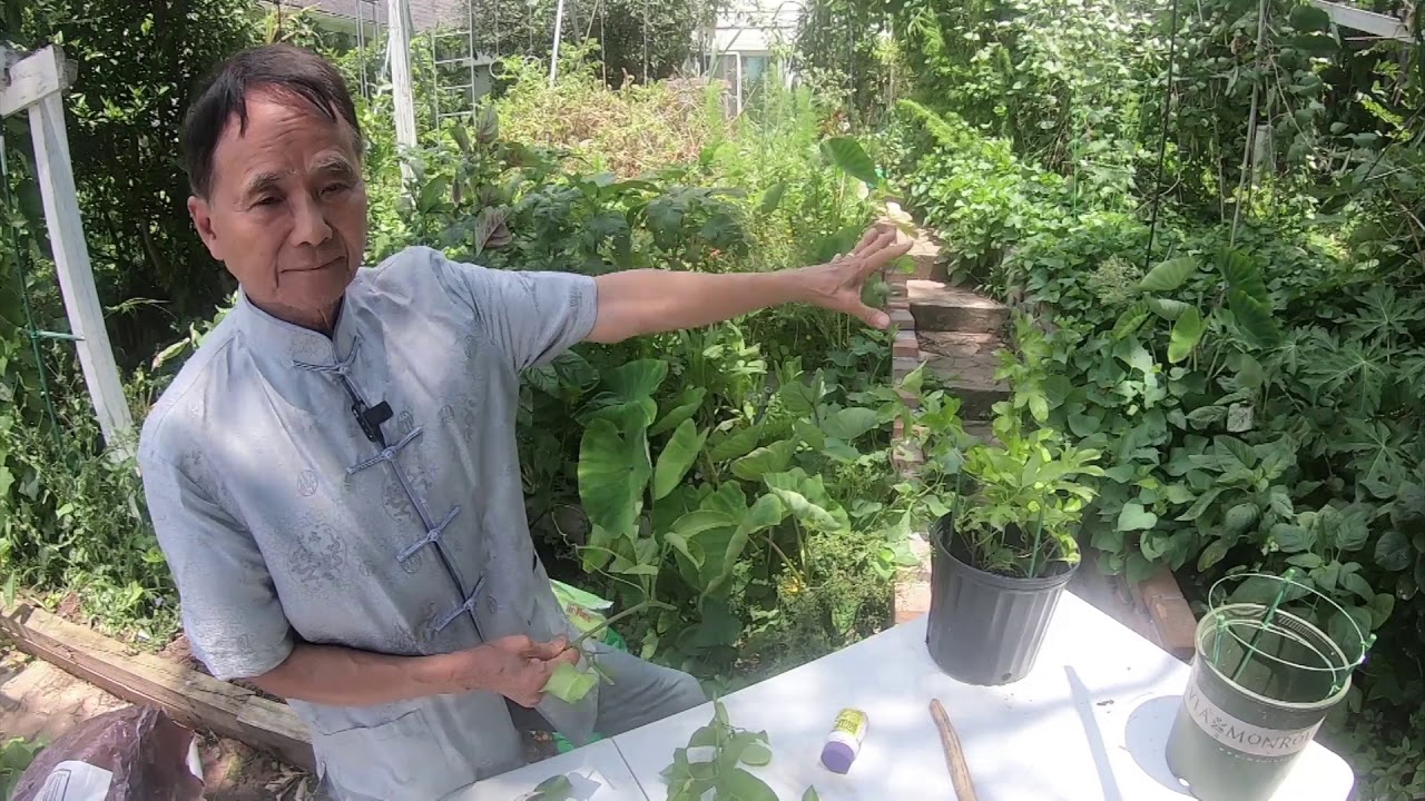百香果正確的插枝方法成活率百分百 Passion fruit correct cutting method survival rate is 100%