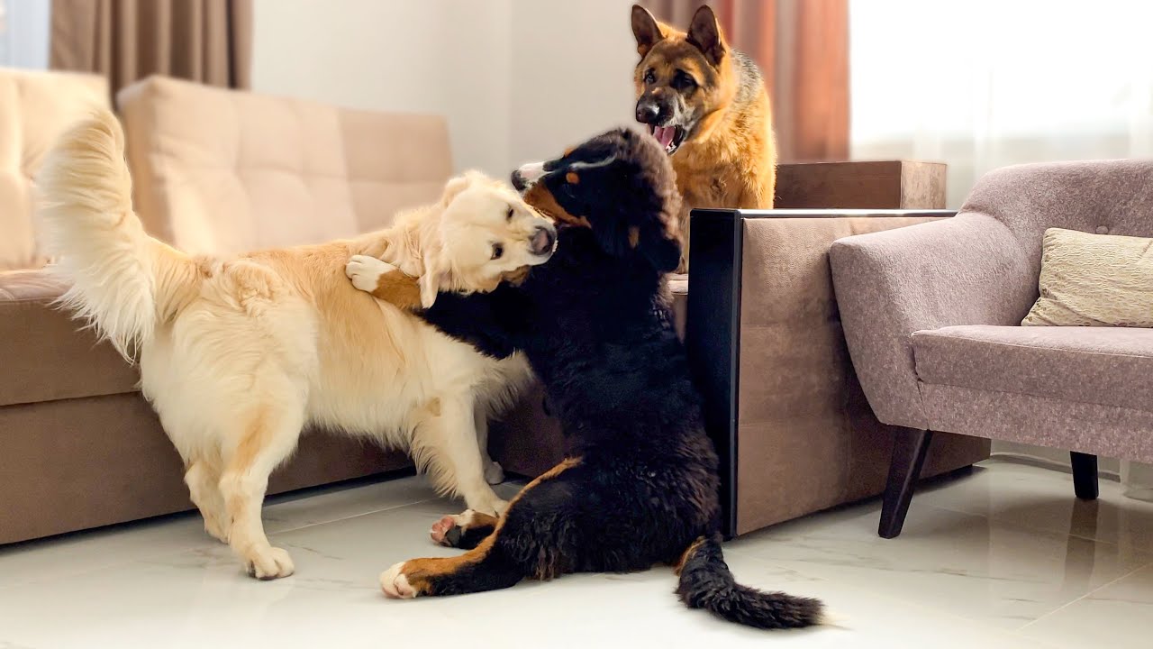 Golden Retriever provokes his friend's puppies to play!