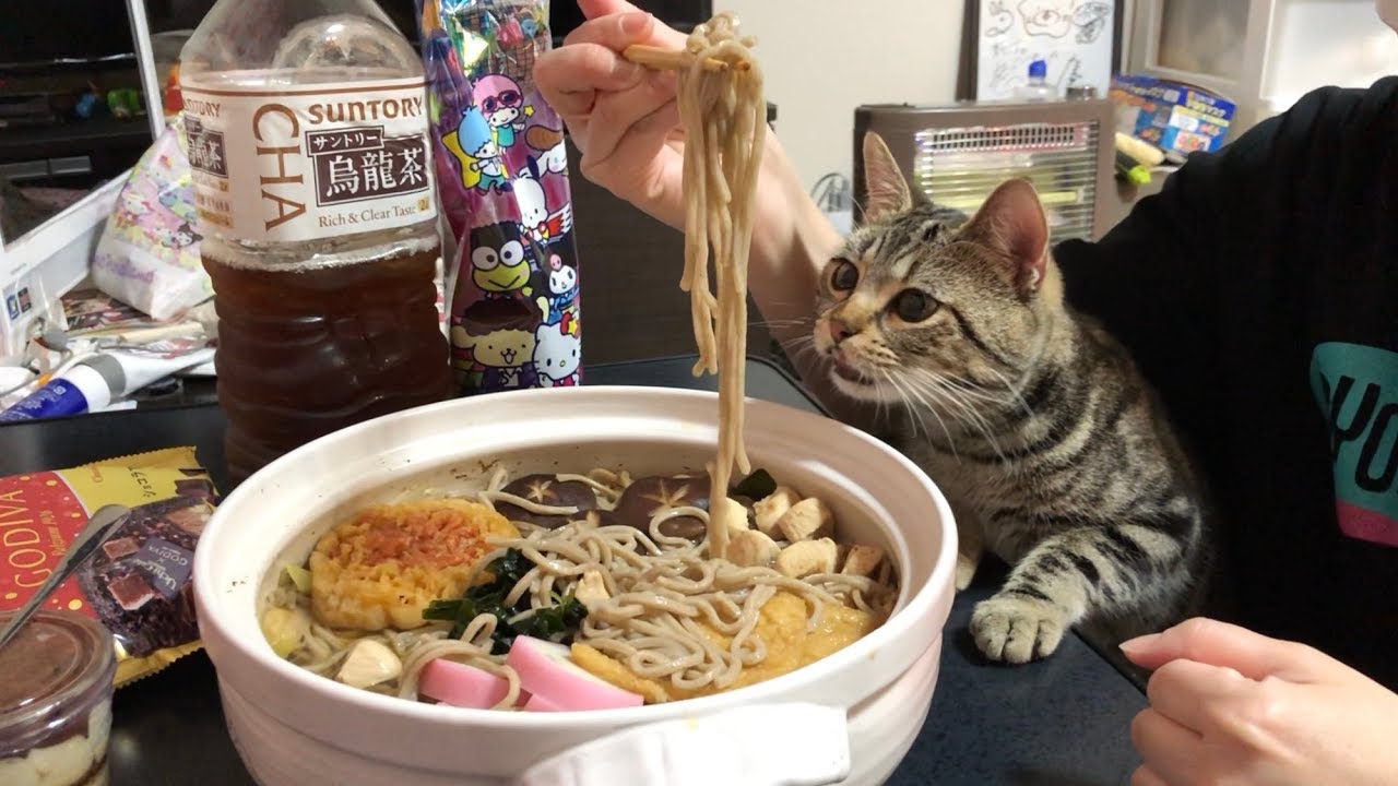 超デカ盛り年越しそばの香りに耐えられず激しいおねだりをしに来てしまった猫ｗ