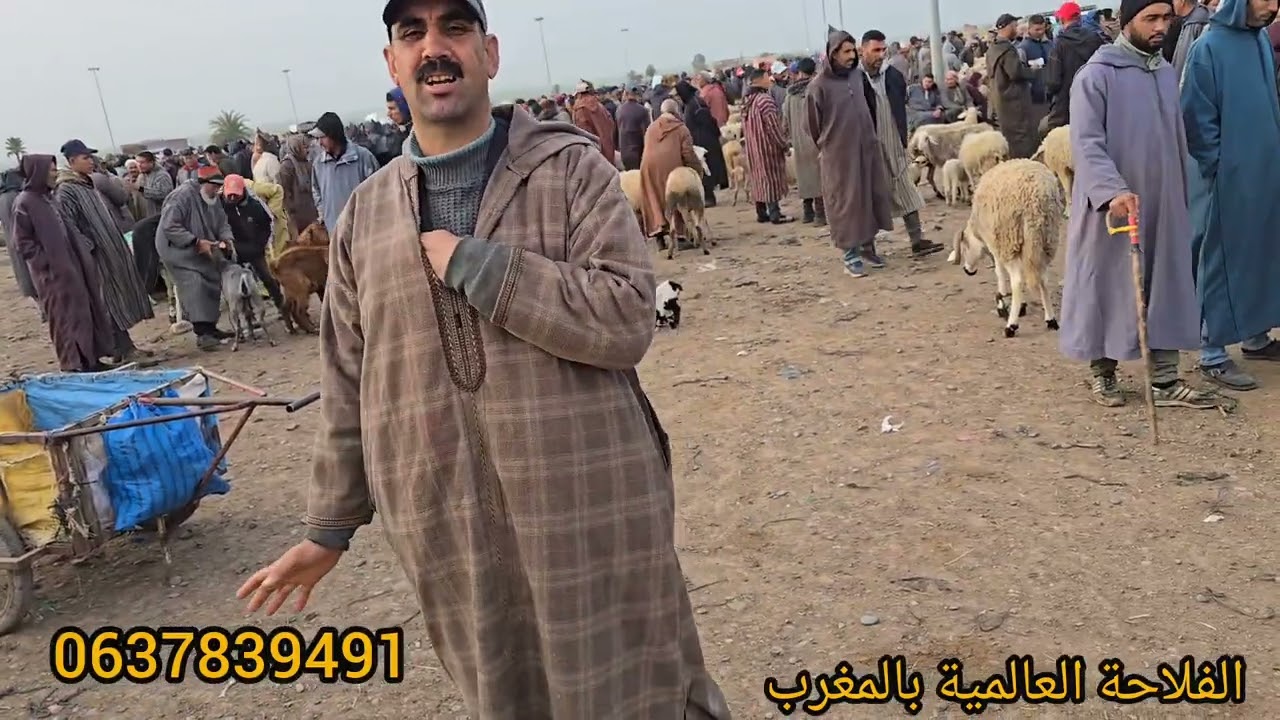 مباشرة اليوم من سوق جمعة گيسر إقليم سطات شاهد الاثمن 
