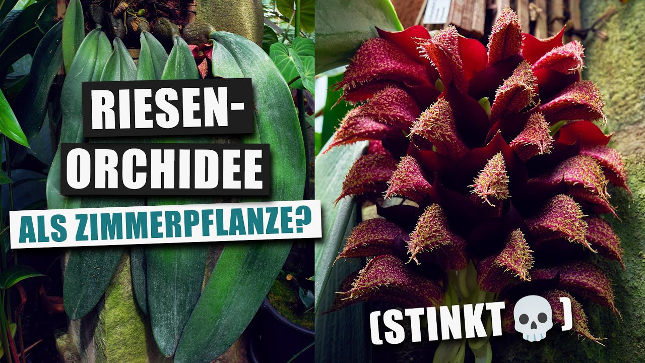 Bulbophyllum phalaenopsis - Gigantische Orchidee, großer 