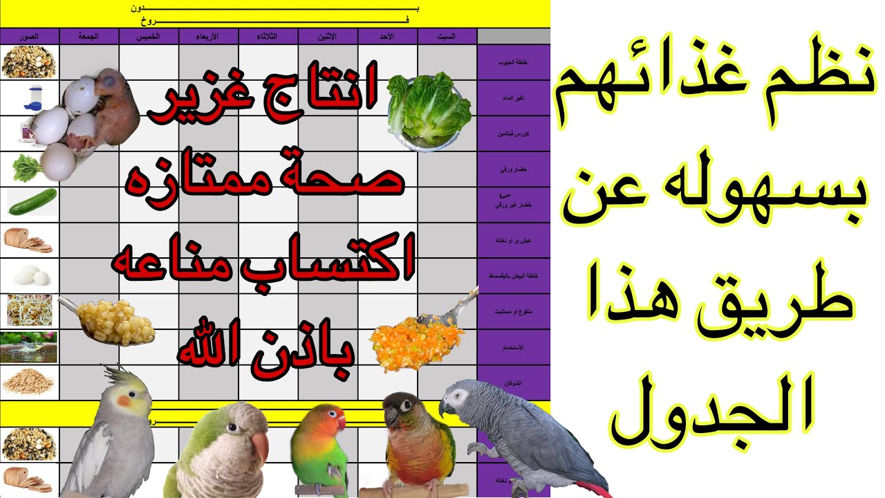 جدول غذائي للطيور متوفر فيه جميع العناصر الغذائية الي تحتاجه طيورك