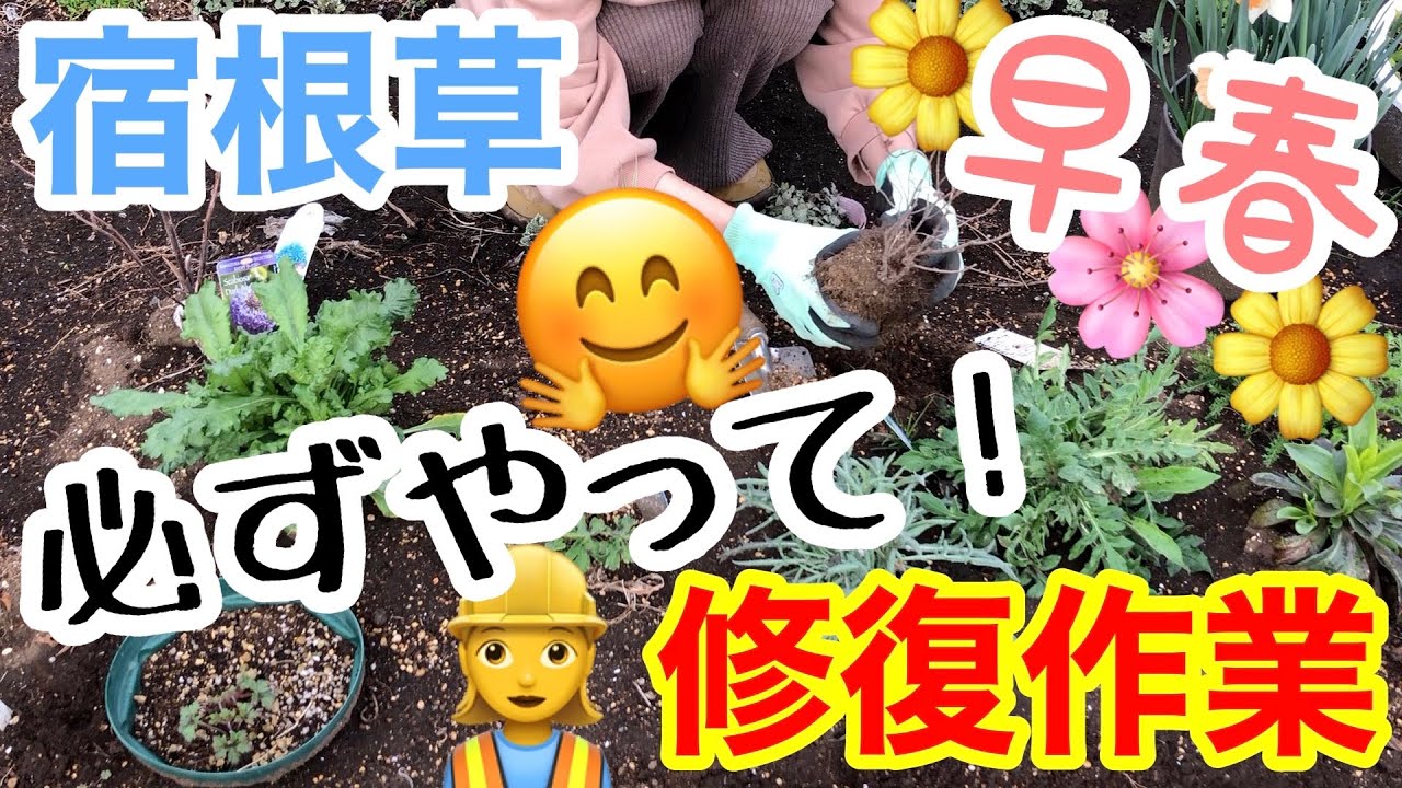 【宿根草】春を迎えた宿根草は、修復が必要です☝️/ 芽吹き始めた株の地上部の処理は？/ 寒さに耐えられなかった株は？/ 屋内で冬越しした株の今後は？/ 全て実践あり🤗【ガーデニング】