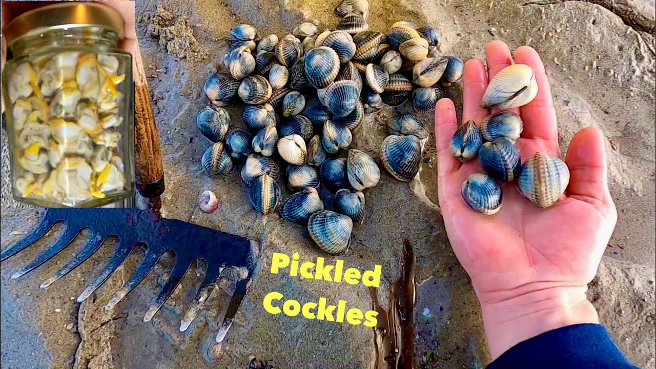 COCKLE PICKING for Pickling , Foraging Fresh Clams