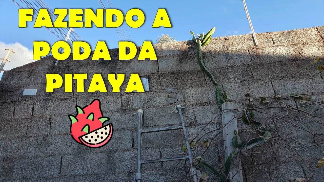 Poda de inverno da nossa Pitaya