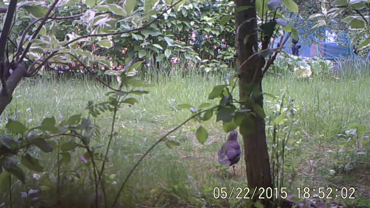 Trail Camera Footage May 2015