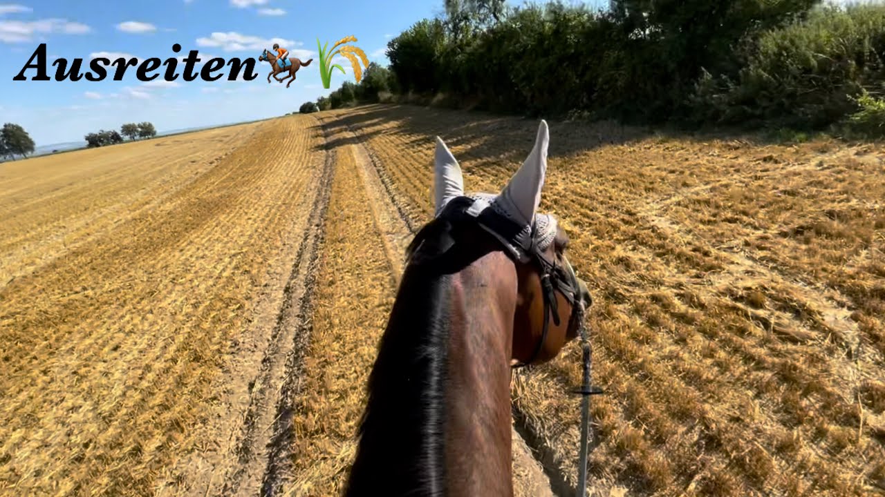 FMA Ausritt🏇🏼 Erster Stoppelfeld-Galopp 🌾😍 | Kim&lsquo;s Horse Blog