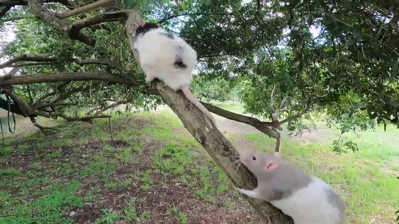 Harry first nearly pushed Greg off the branch. Then Harry took a wrong turn.