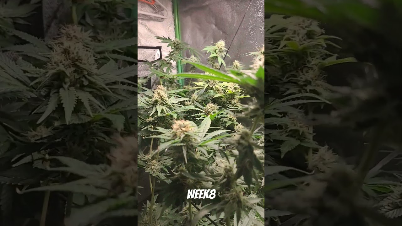 12/12 week 8 Spider Farmer Sf1000D #plants #led #ledlights #cannabiseducation
