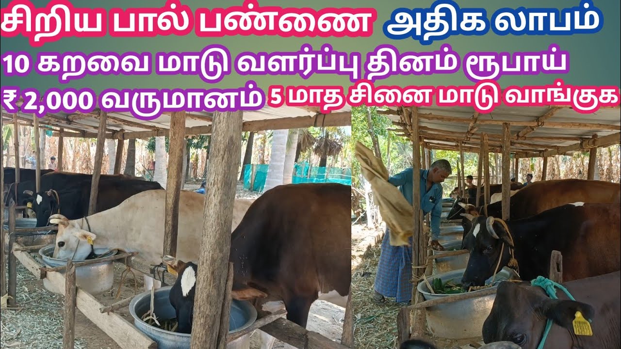 10 மாடுடன் கூடிய சிறிய மாட்டு பண்ணை | மாதம் ரூ.50,000 வருமானம் | கறவை மாடு வளர்ப்பு | மாடு வளர்ப்பு