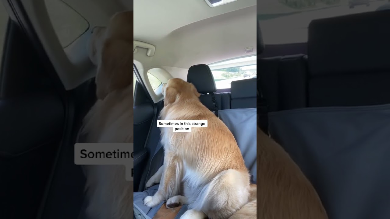 A compilation of Kevin sleeping in the car  