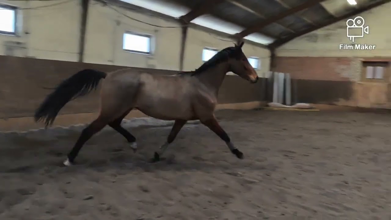 Rissi video løs