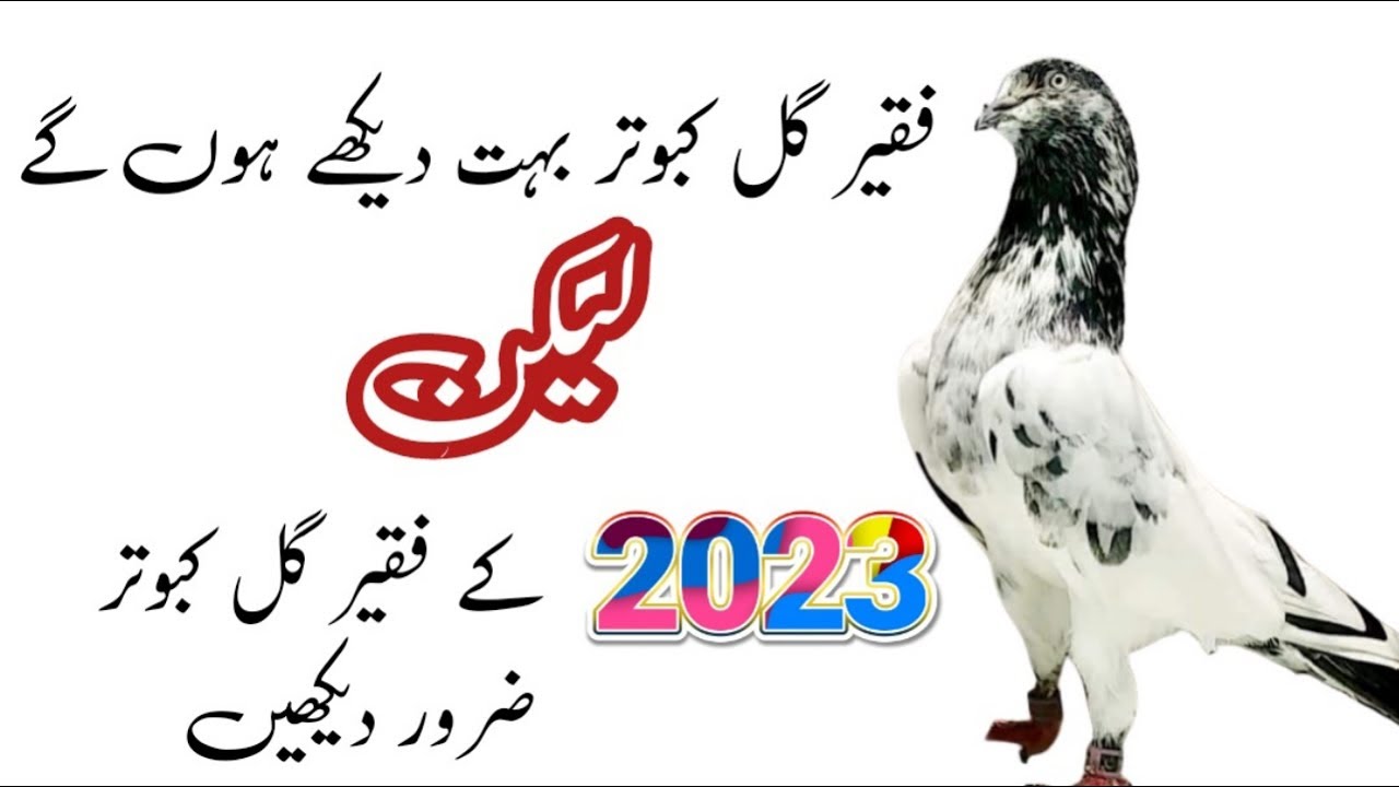 Faqeer gul Kabootar Ustad Azad butt ke | pure faqeer gul kabootar | faqeer gul kabootar for sale
