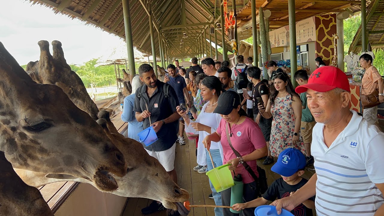 Feeding Giraffes @ #safariworldbangkok ​⁠#thailand #travel #adventure #popular ​#viral #trending