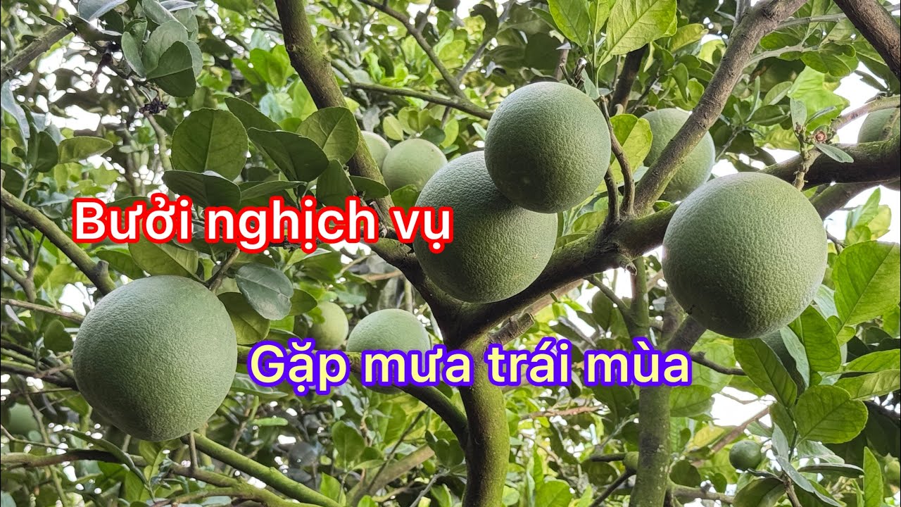 Bưởi nghịch vụ gặp mưa trái mùa xử lý như thế nào 
