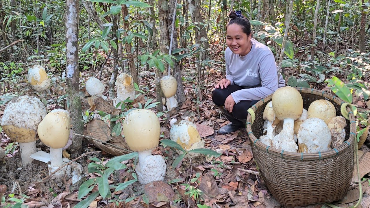 ตะลึง!!ตูมเห็ดระโงกยักษ์หน้าแล้ง!! 8 ดอกเกือบ 2 กิโลกรัม เห็ดบดดินเห็ดรวมอีกหลายชนิด!!15เม.ย2567