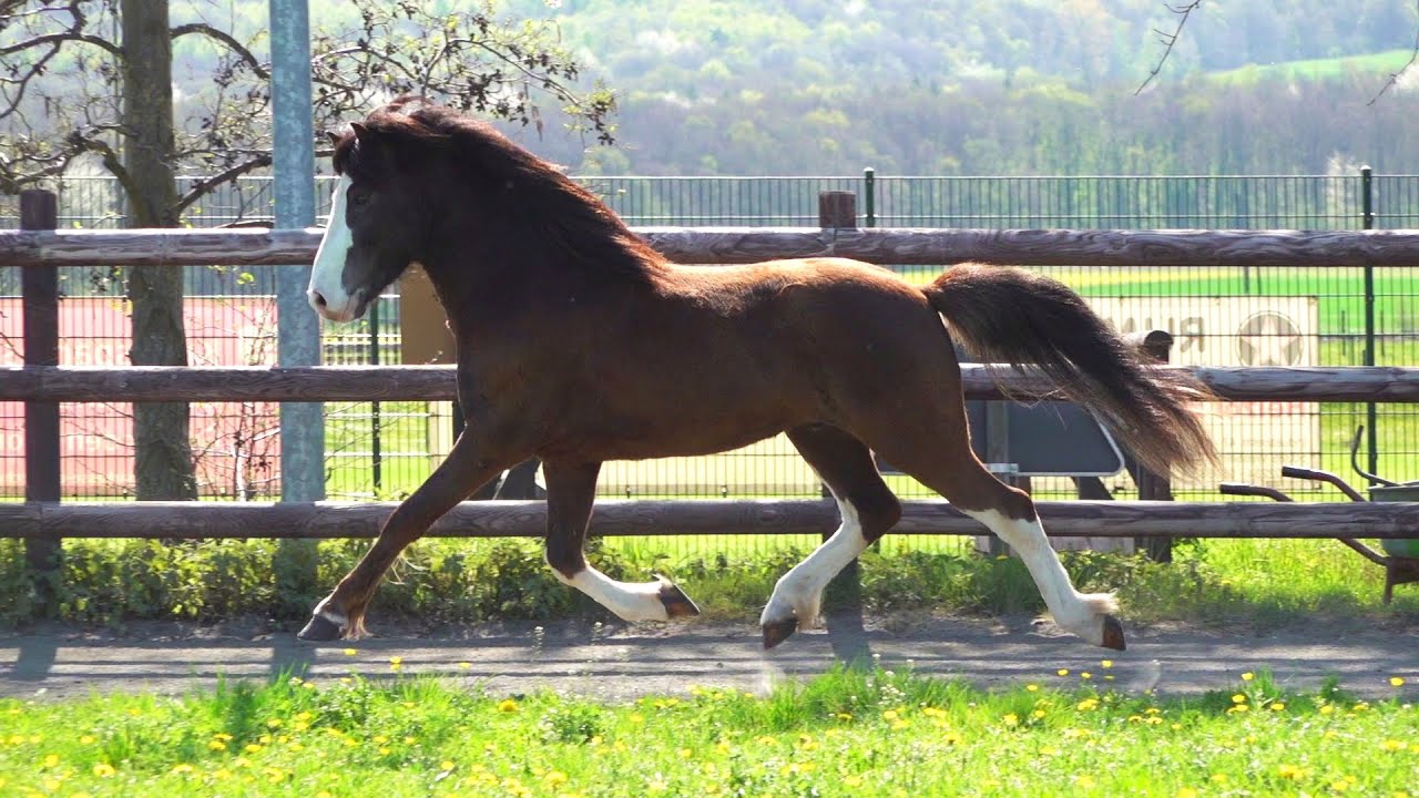 Farbenfroh und ausdrucksstark - Pegasus vom Recherbusch