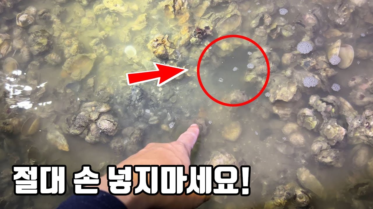 갯벌에서 이런 구멍 보이면 절대 손 넣지마세요! 저도 큰일날뻔했네요 ㄷㄷ