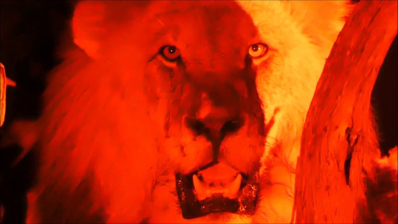Wild Lions in South Africa