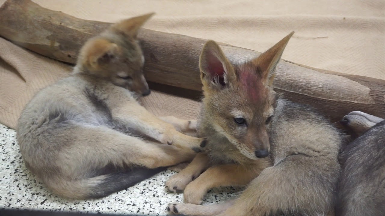 Black backed jackal pups - Wildlife World Zoo