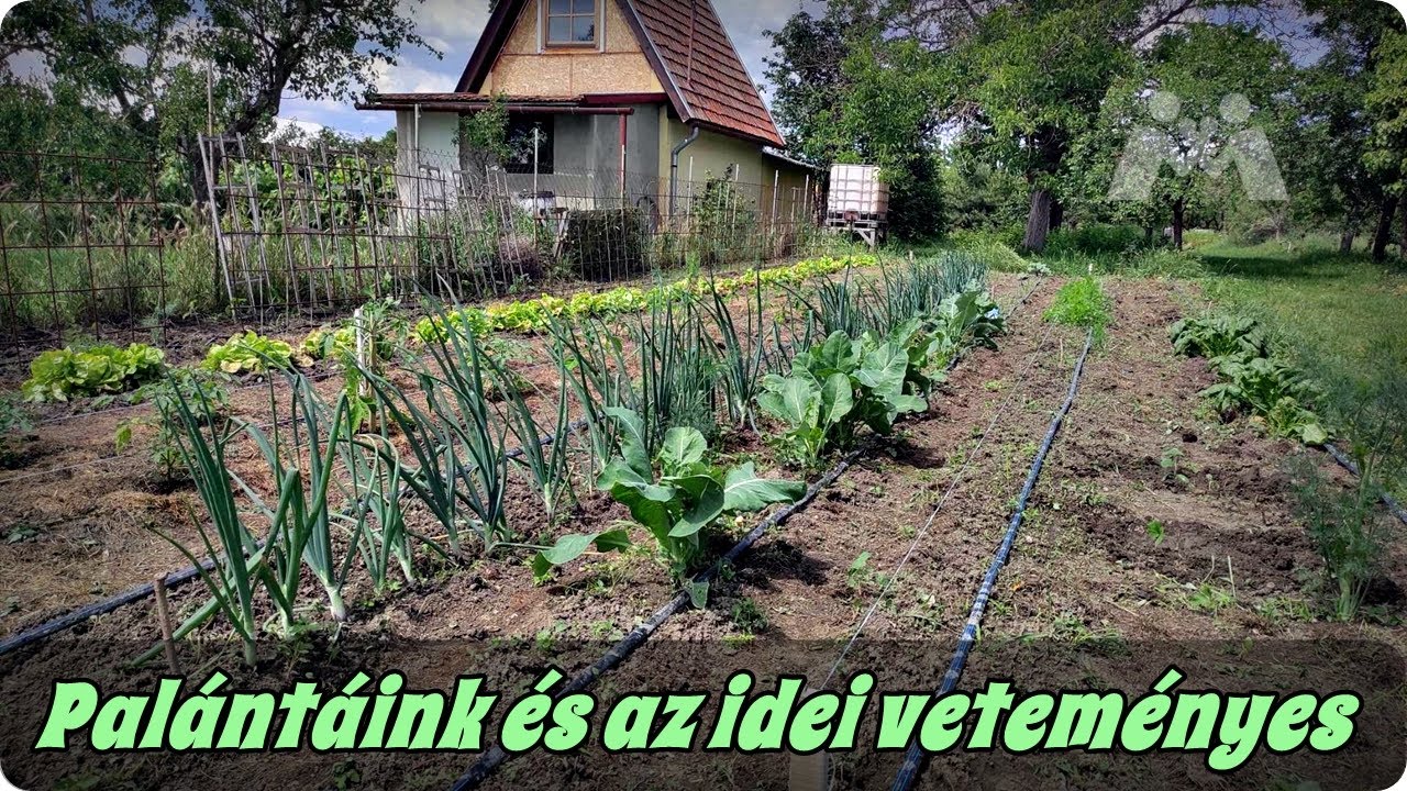 🌿🌱Palántázási módszereink és az idei veteményes kert |Május elején|🌱🌿