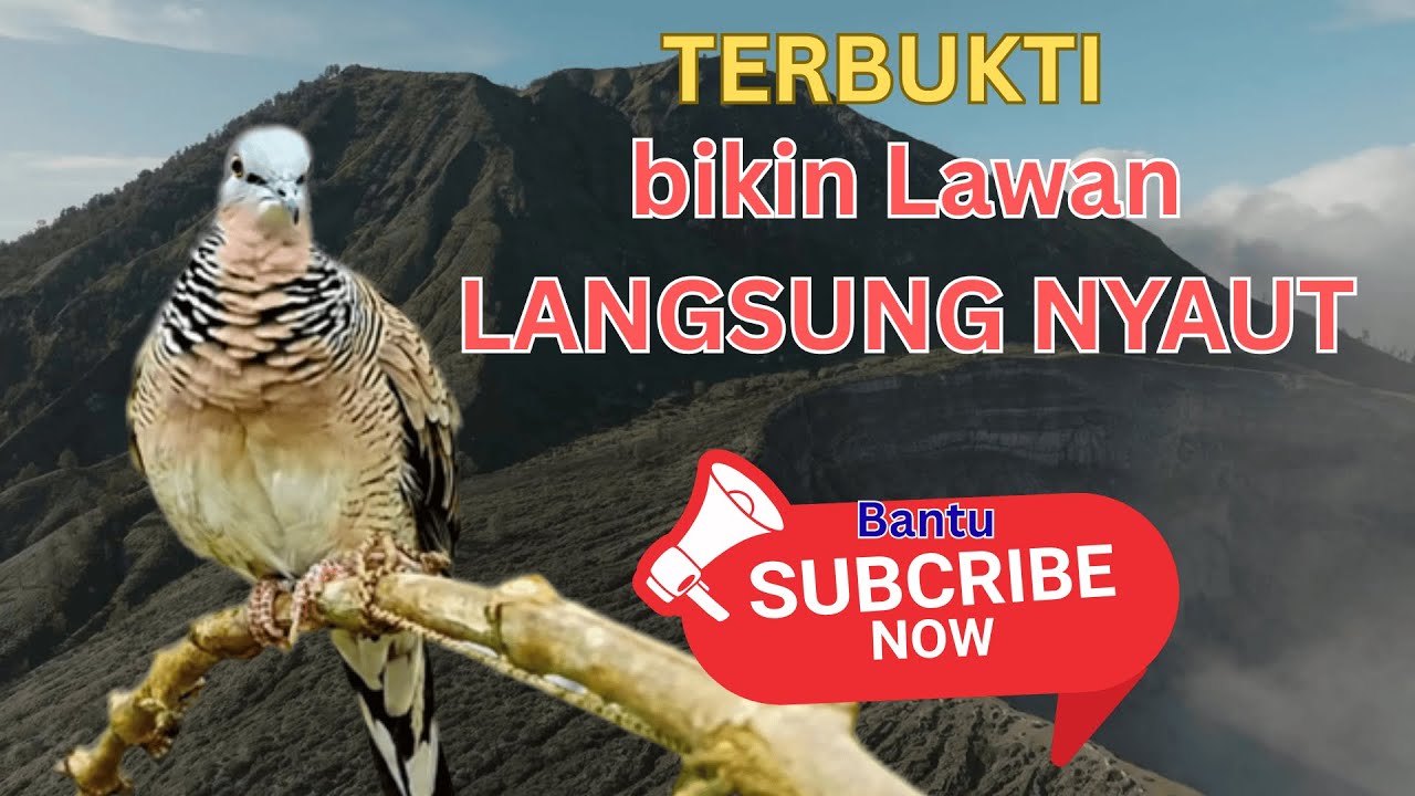 Makasih udah SUBSCRIBE| Perkutut Lokal Gacor Suara Besar Pancingan Burung Perkutut Agar Cepat Bunyi.