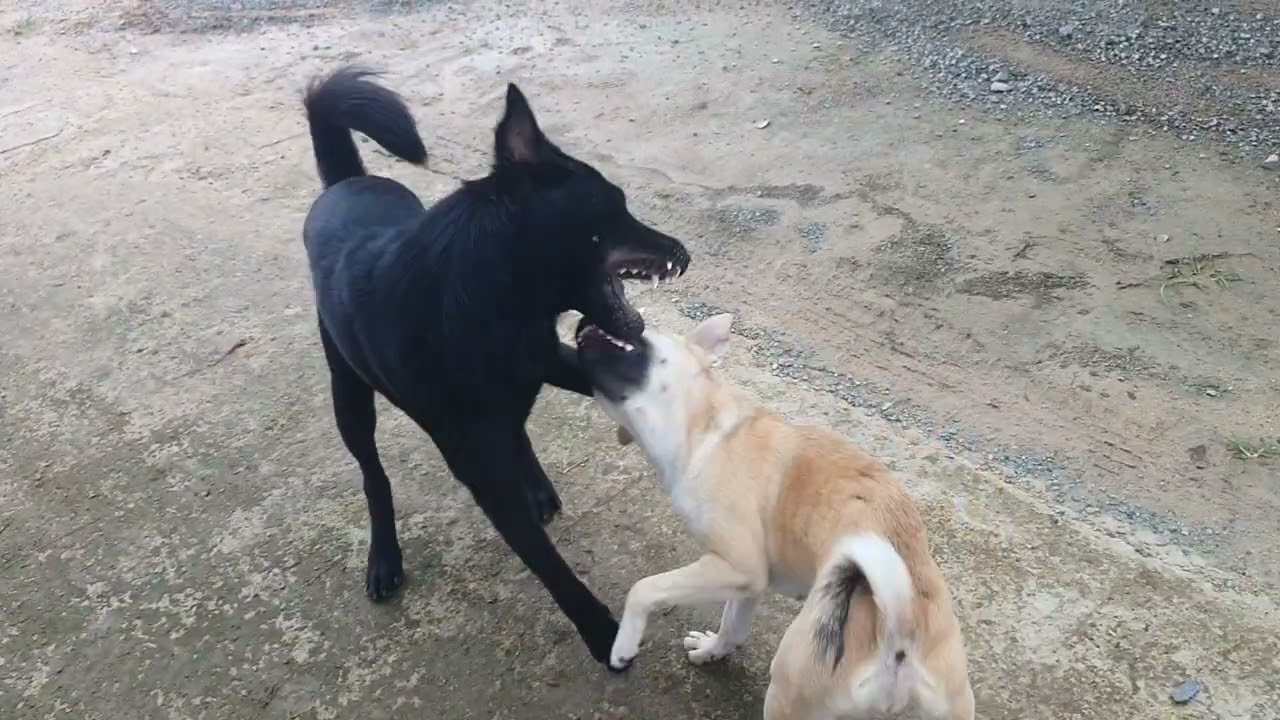 #dog #dogs #dogshorts #dogvideos #dailyvlog #cat #cats #catvideos #catlovers #catshorts #catlovers
