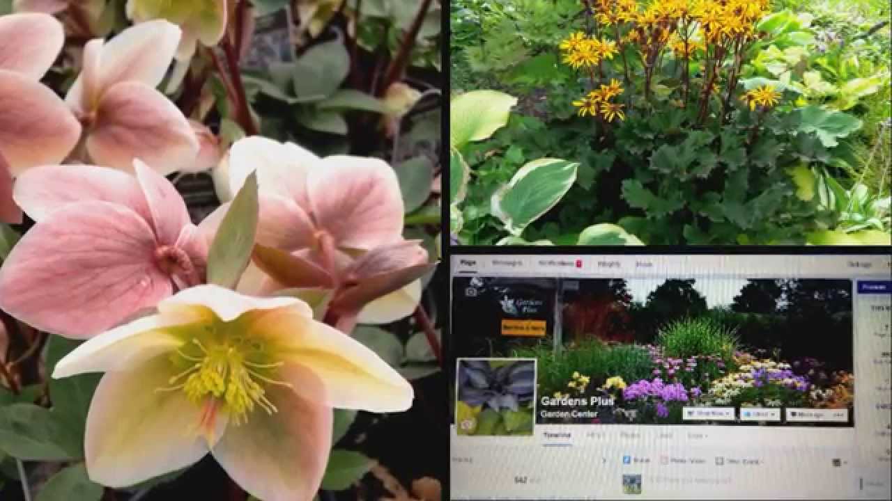 Hosta sample from Gardens Plus
