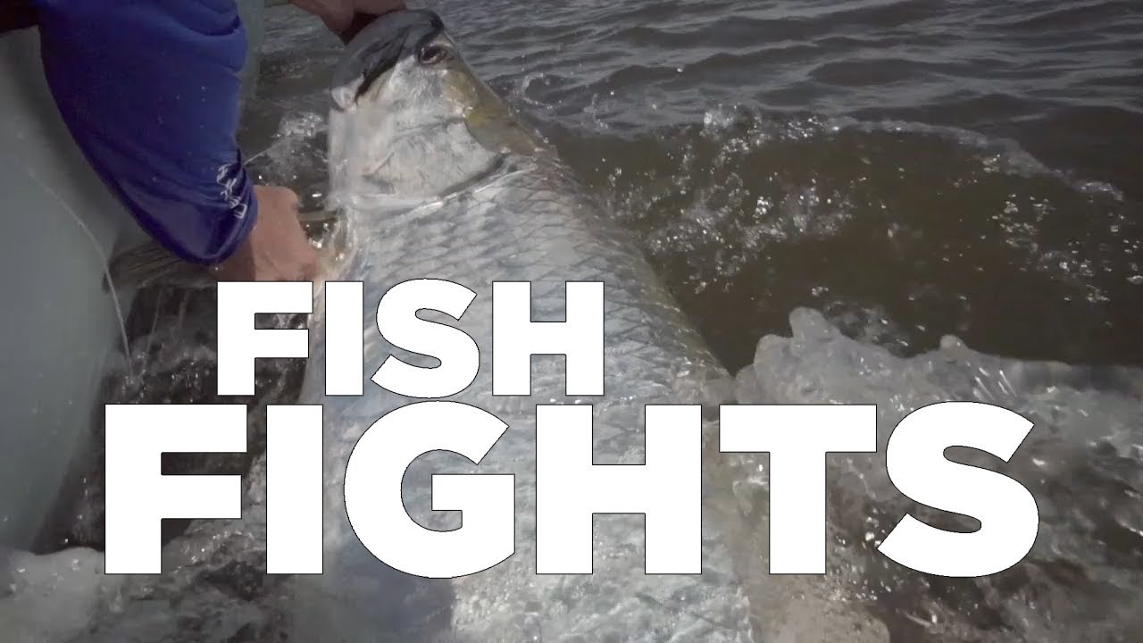 Monster Tarpon in South Georgia