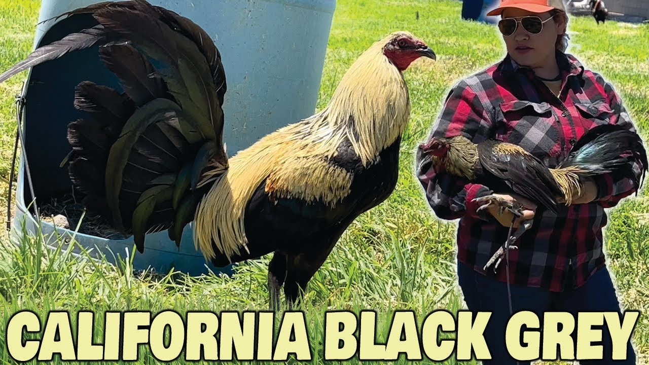 California BLACK GREY Spring Grove Farm USA - Beautiful Birds Farm Visit