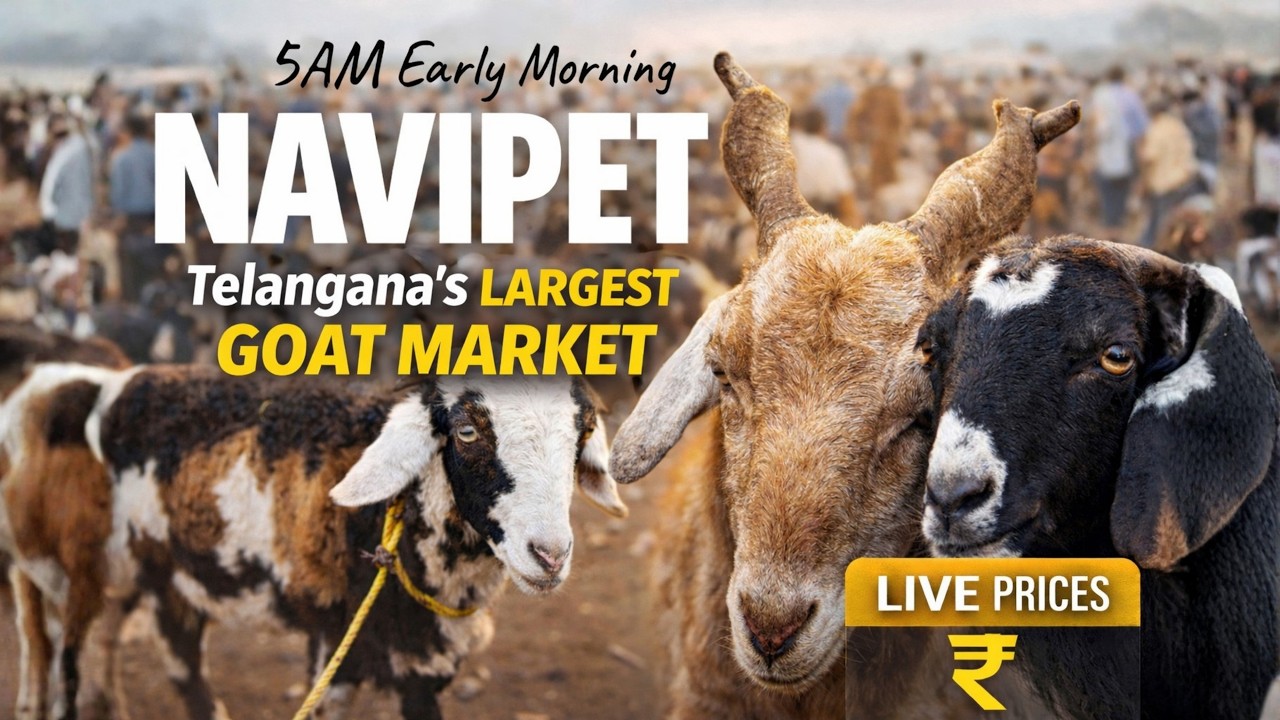 🔥 Navipet Telangana’s Largest Goat Market 🐐 | 5AM Early Morning Live Prices
