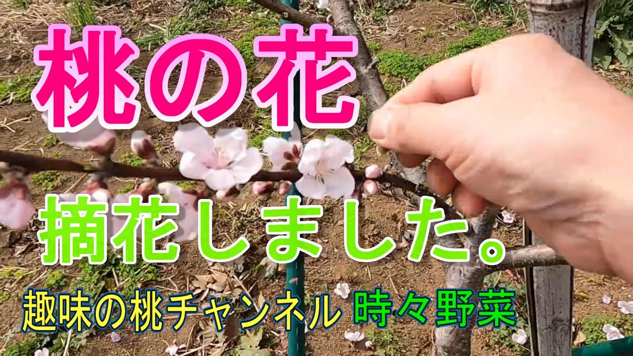 【桃の花】　摘花してみました。22/4/7