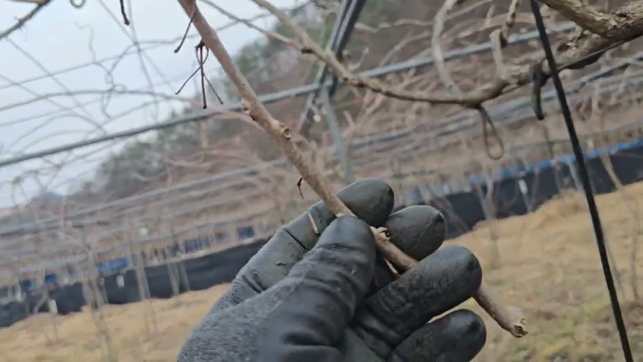 왕다래 겨울전정1#actinidia#kiwiberry#minikiwi#다래