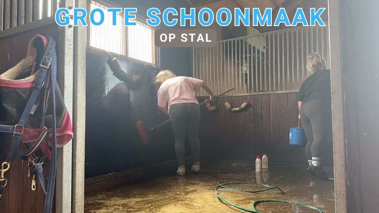 GROTE SCHOONMAAK OP STAL | Haflingers King & Beau