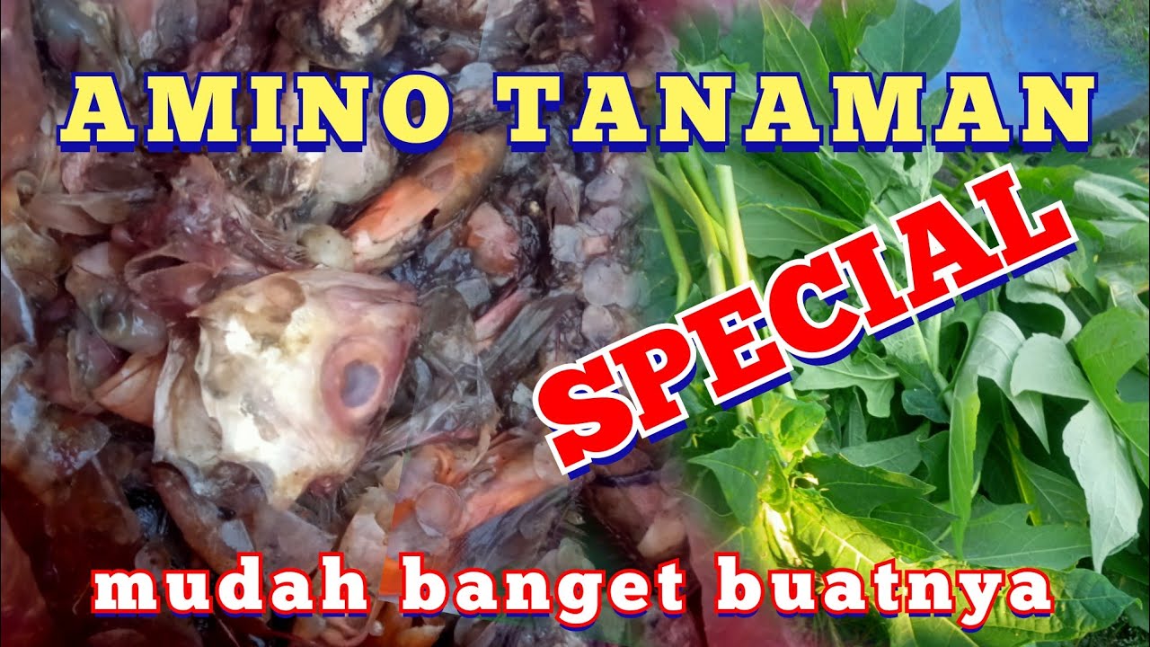 Manfaat dan CARA MEMBUAT AMINO SPECIAL untuk TANAMAN