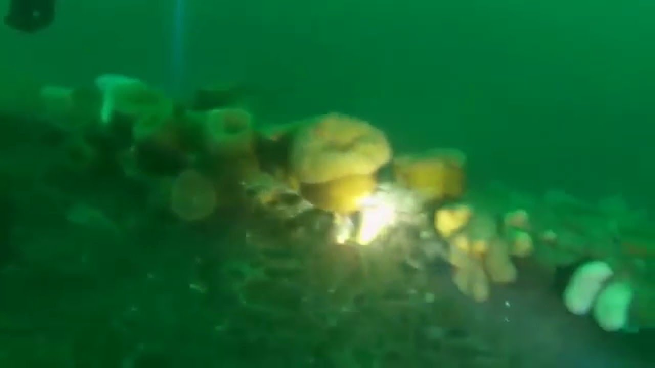 SMS Brummer, Scapa Flow, October 2013