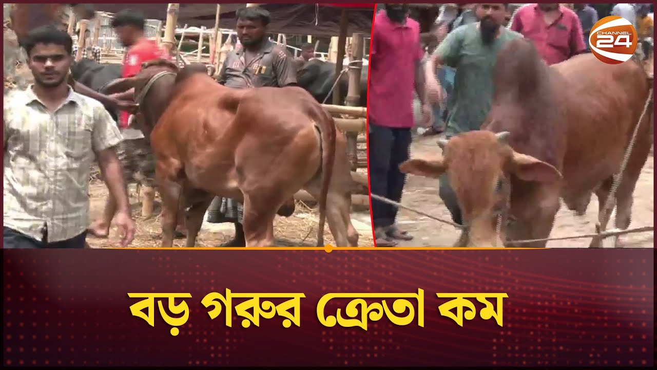 রাজধানীর গরুর হাটে চলছে জমজমাট বেচাকেনা  | Gorur Haat | Channel 24