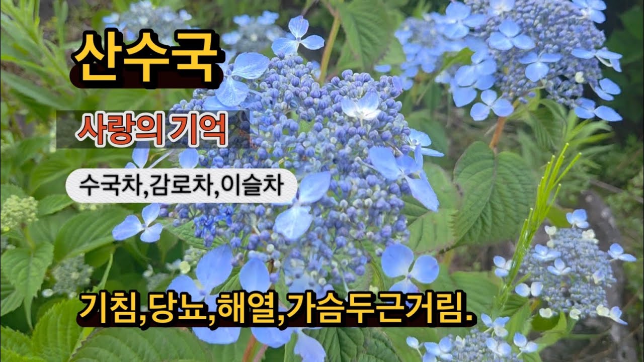 감로차,이슬차,수국잎차의 효능#####